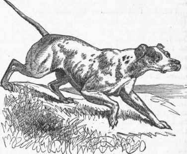 Pointer.