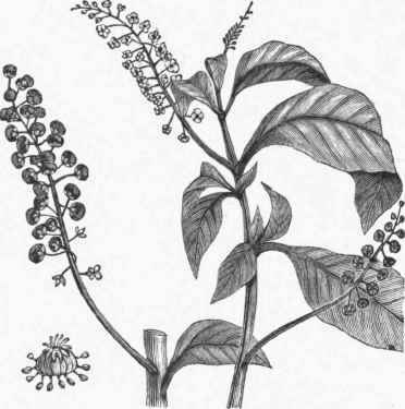 Poke (Phytolacca decandra).