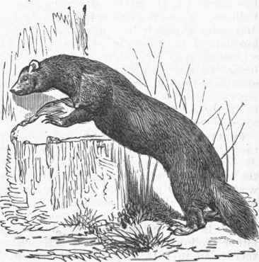 Polecat (Putorius communis).