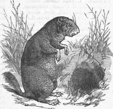 Prairie Dog (Cynomys Ludovicianus).