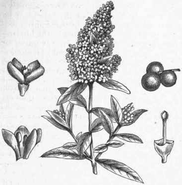 Privet (Ligustrum vulgare).