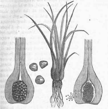 Quillwort (Isoëtes lacustris).