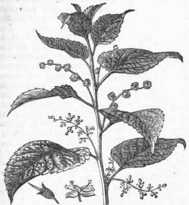 Ramie (Boehmeria nivea).