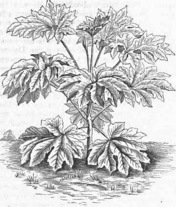 Rice Paper Tree (Fatsia papyrifera).