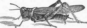 Rocky Mountain Locust (Caloptenus spretus).
