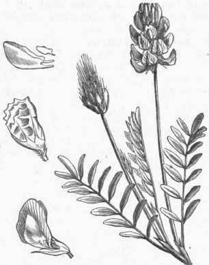 Sainfoin (Onobrychis sativa).