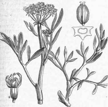 Samphire (Crithmum maritimum).