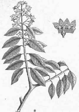 Sandal Wood (Santalum album).