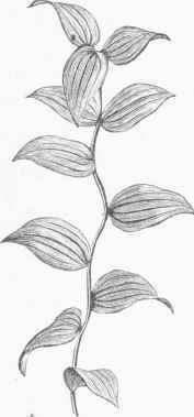 Smilax Vine (Myrsiphyllum asparagoides).