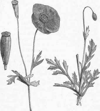 Smooth fruited Corn Poppy (Fapaver dubium).
