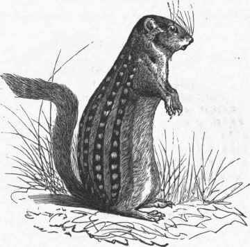 Striped Prairie Squirrel (Spermophilus tredecim lineatus).