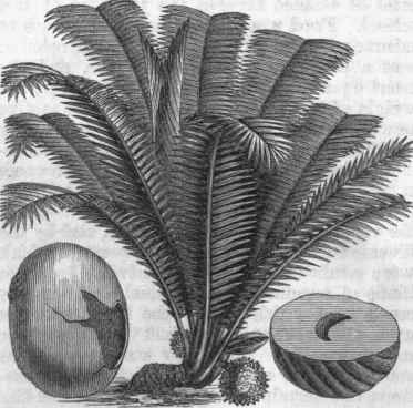 Vegetable Ivory Tree (Phytelephas macrocarpa).