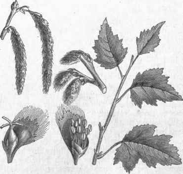 White Poplar or Abele (Populua alba).