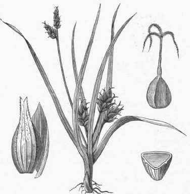 A Sedge (Carex umbellata), with separate Perigonium and Bract, Pistil, and section of Ovary.