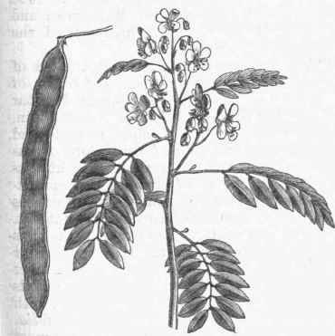 American Senna (Cassia Marilandica).
