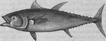 American Tunny (Thynnus secundo dorsalis).