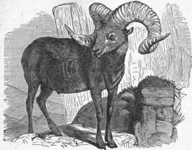 Asiatic Argali (Ovis Ammon).