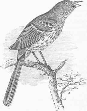 Brown Thrasher (Harporhynchus rufus).