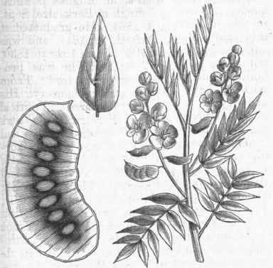 Cassia acutifolia. Plant reduced; leaf and pod of natural size.