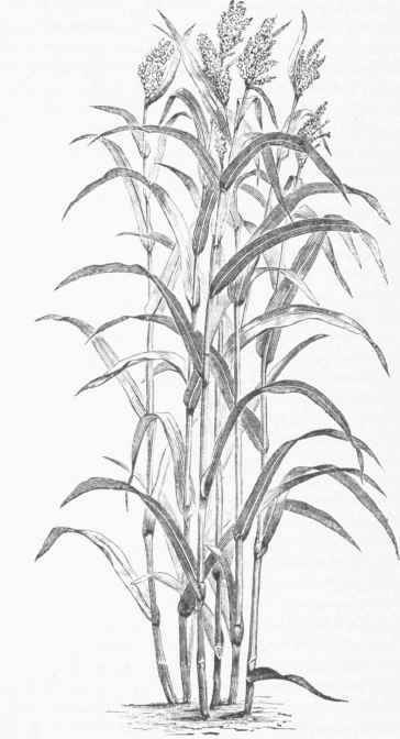 Chinese Sugar Cane (Sorghum vulgare, var. saccharatum).