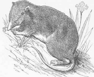 Common European Shrew (Sorex araneus).