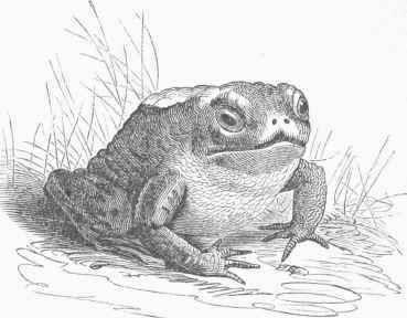 Common European Toad (Bufo vulgaris).