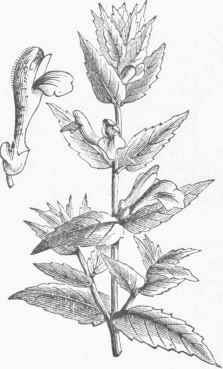Common Skullcap (Scutellaria galericulata).