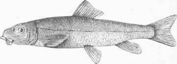 Common Sucker (Catostomus Bostoniensis).