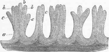 Compound Papillae of the Skin from the surface of the Hand, showing double, triple, and quadruple divisions.