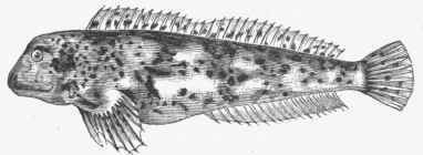 European Shanny (Pholis laevis).