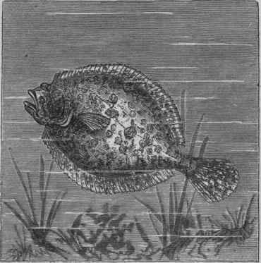 European Turbot (Rbombus maximus).