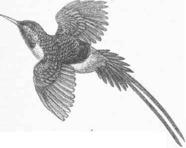 Fiery tailed Sun Bird (Nectarinia ignicauda).