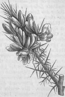 Furze or Gorse (Ulex Europseus).