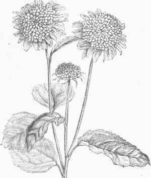 Garden Sunflower (Helianthus multiflorus).