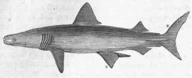 Great Basking Shark (Selachus maximus).