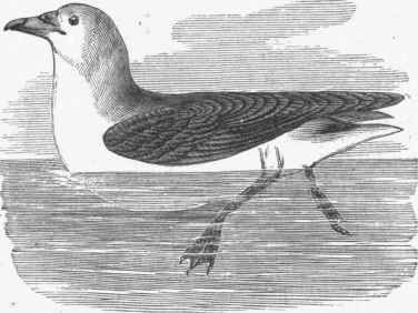 Greater Shearwater (Puffinus major).