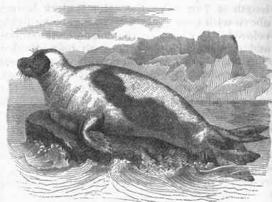Greenland Seal (Phoca Groenlandica).