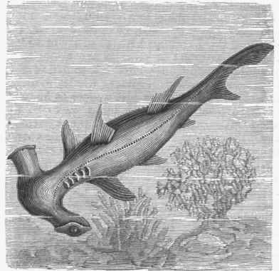 Hammer headed Shark (Zygaena malleus).