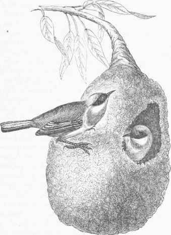 Hanging Tit (Paroides pendulinus).