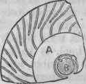 Inward flow Turbine, Plan.