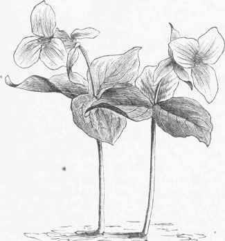 Large flowered Trillium (Trillium grandiflorum).