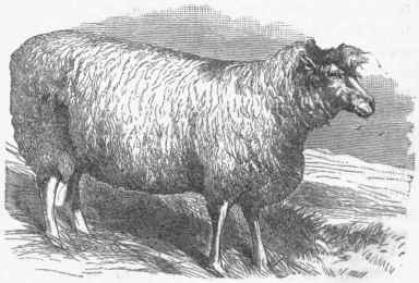 Leicester Sheep.