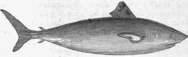 Mackerel Shark (Lamna punctata).