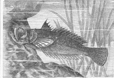 Mediterranean Stargazer (Uranoscopus vulgaris).