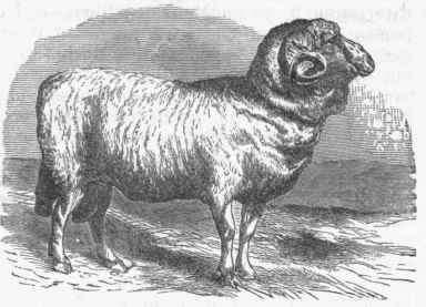 Merino Sheep (Ovis Hispanica).