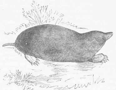 Mole Shrew (Blarina talpoides).