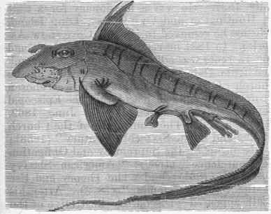 Northern Sea Cat (Chimaera monstrosa).