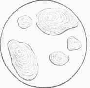 Potato Starch. magnified' 225 diameters.