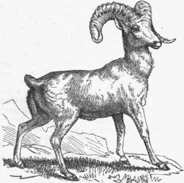 Rocky Mountain Sheep (Ovis montana).