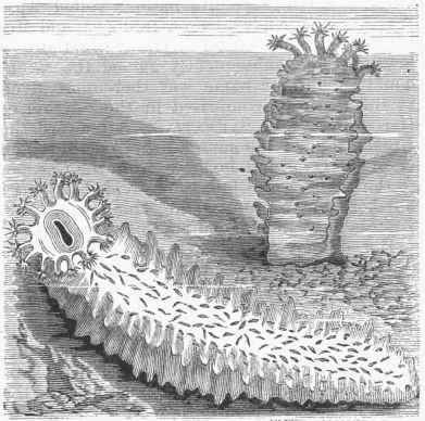 Sea Cucumber (Holothuria lutea).